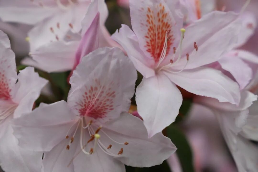 6062e1157fcc4.jpg 6062e1157fcc4.jpg