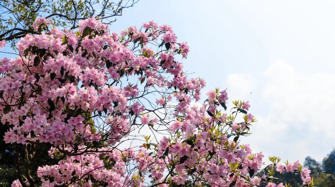 6062e1fbd4d4d.jpg 6062e1fbd4d4d.jpg