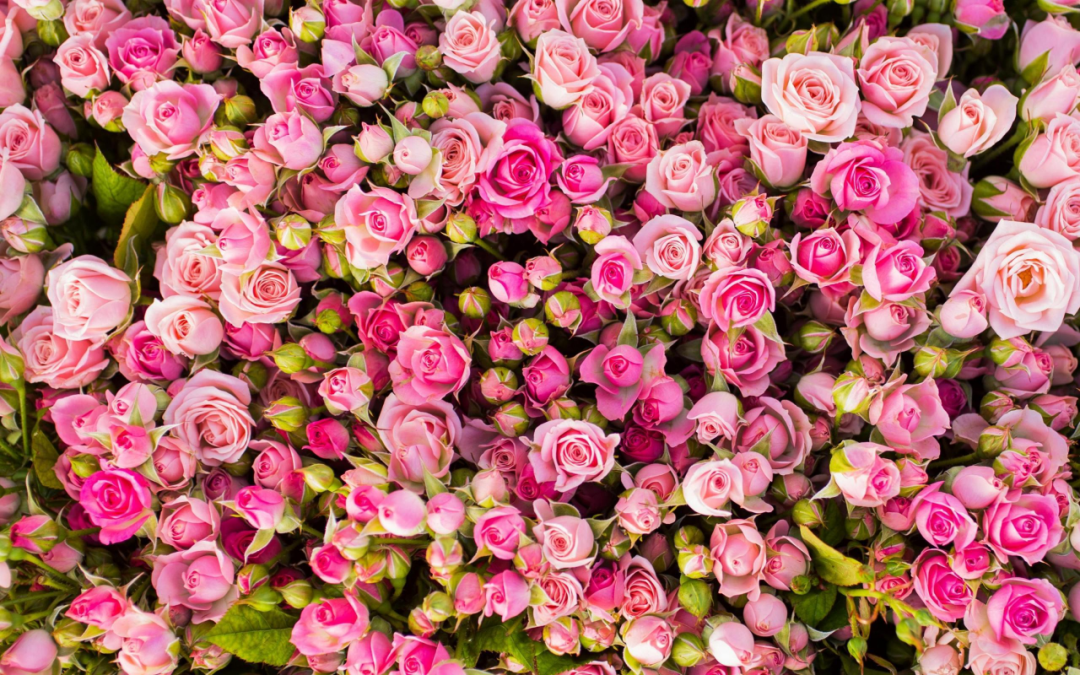 64e1a4c25ebf5.png 64e1a4c25ebf5.png