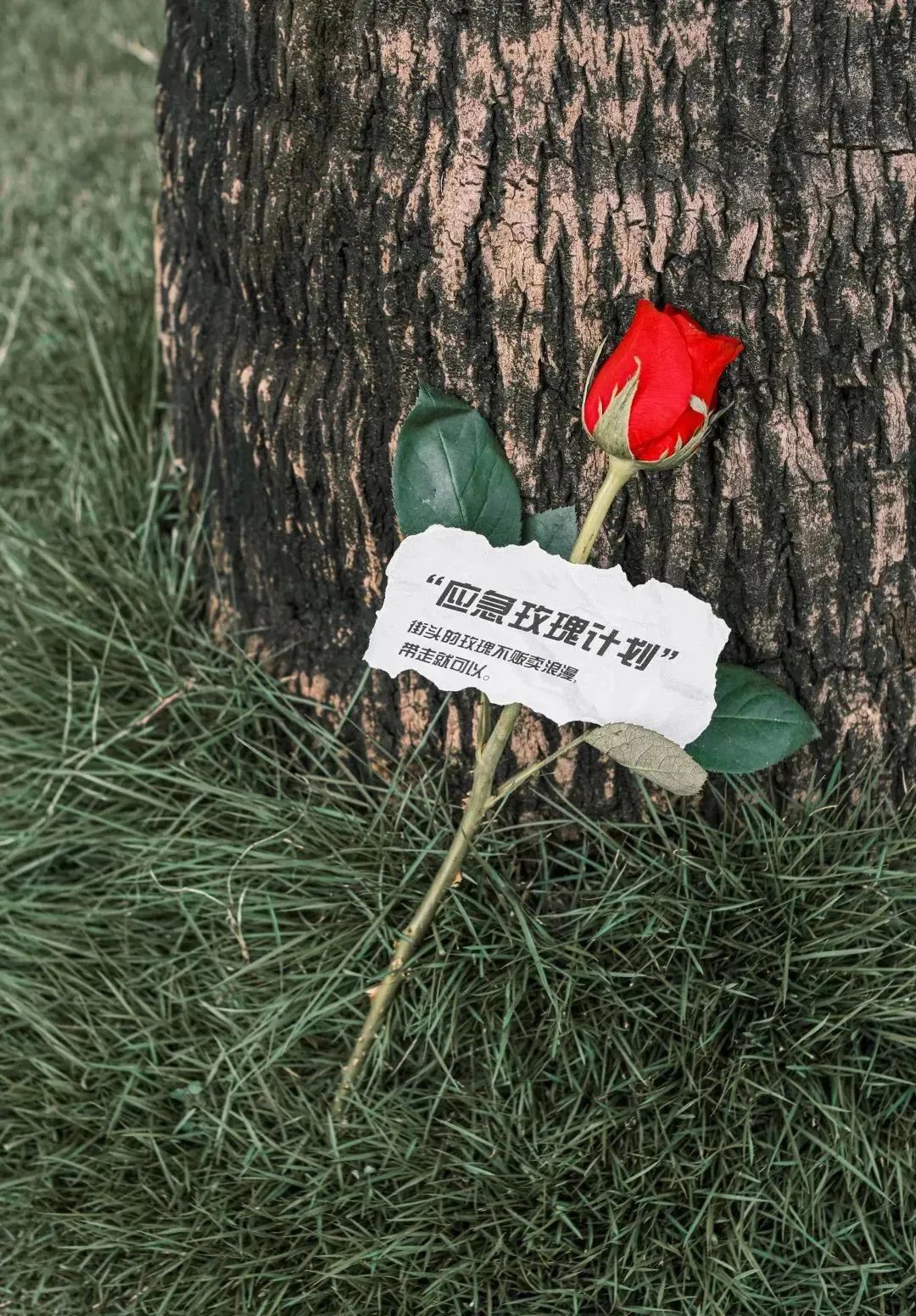 64e1a4d72fff3.jpg 64e1a4d72fff3.jpg